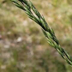 Lolium arundinaceum at O'Connor, ACT - 23 Oct 2023