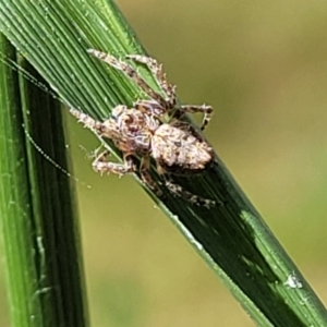 Socca pustulosa at O'Connor, ACT - 23 Oct 2023