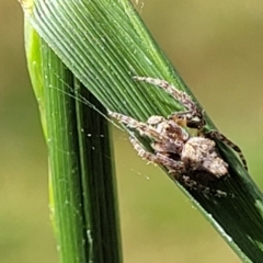 Socca pustulosa at O'Connor, ACT - 23 Oct 2023