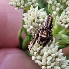 Opisthoncus serratofasciatus (Chevronned jumper) at Banksia Street Wetland Corridor - 23 Oct 2023 by trevorpreston