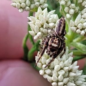 Opisthoncus serratofasciatus at O'Connor, ACT - 23 Oct 2023 11:38 AM