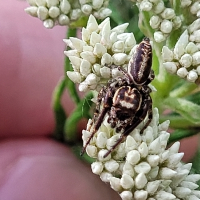 Opisthoncus serratofasciatus (Chevronned jumper) at Banksia Street Wetland Corridor - 23 Oct 2023 by trevorpreston