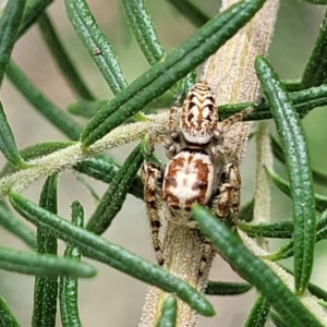 Opisthoncus serratofasciatus at O'Connor, ACT - 23 Oct 2023 11:37 AM