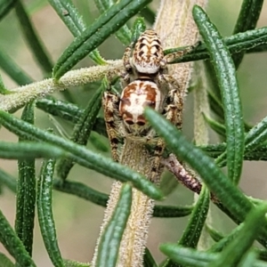 Opisthoncus serratofasciatus at O'Connor, ACT - 23 Oct 2023 11:37 AM