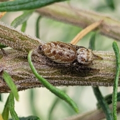 Opisthoncus sp. (genus) (Unidentified Opisthoncus jumping spider) at Banksia Street Wetland Corridor - 23 Oct 2023 by trevorpreston