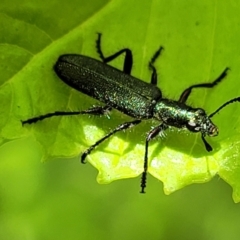 Eleale aspera (Clerid beetle) at Banksia Street Wetland Corridor - 23 Oct 2023 by trevorpreston