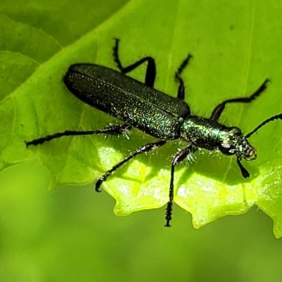Eleale aspera (Clerid beetle) at O'Connor, ACT - 23 Oct 2023 by trevorpreston