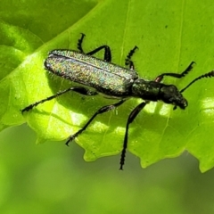 Eleale aspera at O'Connor, ACT - 23 Oct 2023 11:35 AM