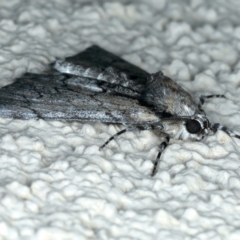 Rhuma argyraspis at Ainslie, ACT - 15 Oct 2023 09:09 PM