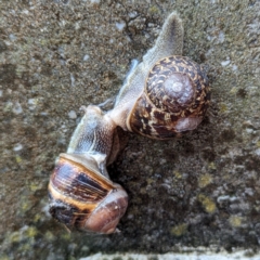 Cornu aspersum (Common Garden Snail) at Grassy, TAS - 23 Oct 2023 by HelenCross