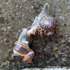 Cornu aspersum (Common Garden Snail) at King Island - 22 Oct 2023 by HelenCross