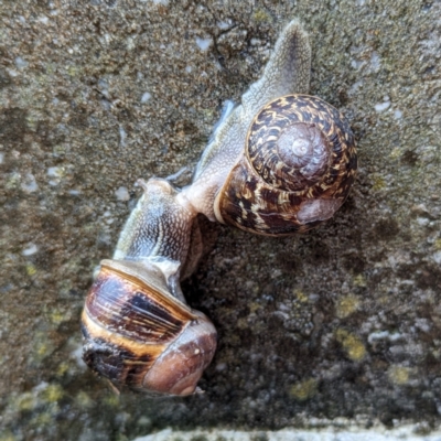 Cornu aspersum (Common Garden Snail) at King Island - 22 Oct 2023 by HelenCross
