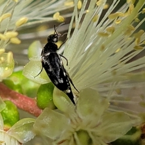 Mordella sp. (genus) at O'Connor, ACT - 23 Oct 2023 11:34 AM