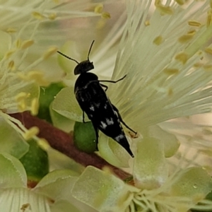 Mordella sp. (genus) at O'Connor, ACT - 23 Oct 2023 11:34 AM