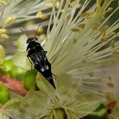 Mordella sp. (genus) at O'Connor, ACT - 23 Oct 2023 11:34 AM