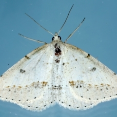 Taxeotis stereospila (Oval-spot Taxeotis (Oenochrominae) at Ainslie, ACT - 15 Oct 2023 by jb2602