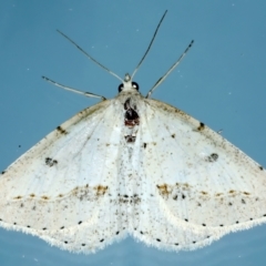 Taxeotis stereospila (Oval-spot Taxeotis (Oenochrominae)) at Ainslie, ACT - 15 Oct 2023 by jb2602