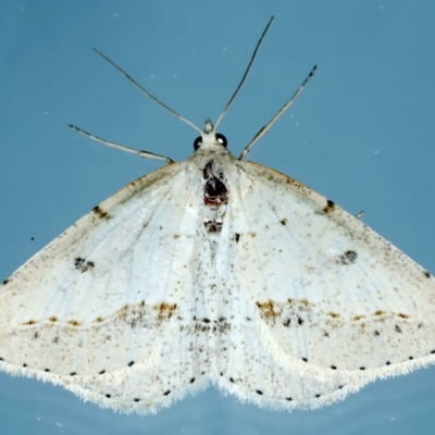 Taxeotis stereospila (Oval-spot Taxeotis (Oenochrominae)) at Ainslie, ACT - 15 Oct 2023 by jb2602