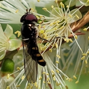 Melangyna sp. (genus) at O'Connor, ACT - 23 Oct 2023