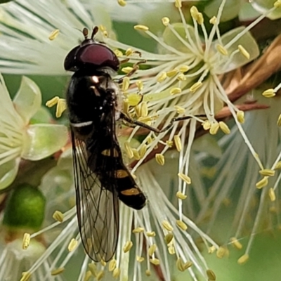 Melangyna sp. (genus) (Hover Fly) at O'Connor, ACT - 23 Oct 2023 by trevorpreston