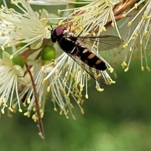 Melangyna sp. (genus) at O'Connor, ACT - 23 Oct 2023