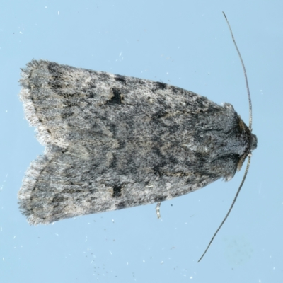 Thoracolopha (genus) (A Noctuid moth) at Ainslie, ACT - 15 Oct 2023 by jb2602