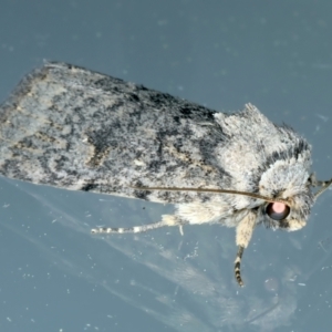 Thoracolopha (genus) at Ainslie, ACT - 15 Oct 2023