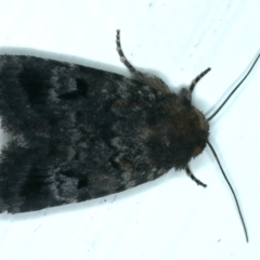 Thoracolopha verecunda (A Noctuid moth (Acronictinae)) at Ainslie, ACT - 15 Oct 2023 by jb2602