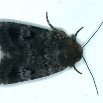 Thoracolopha verecunda (A Noctuid moth (Acronictinae)) at Ainslie, ACT - 15 Oct 2023 by jb2602