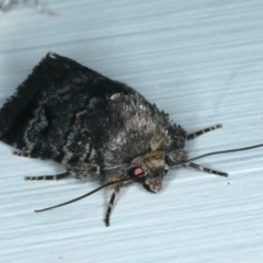 Thoracolopha verecunda at Ainslie, ACT - 15 Oct 2023