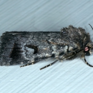 Thoracolopha verecunda at Ainslie, ACT - 15 Oct 2023