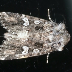 Ectopatria horologa at Ainslie, ACT - 15 Oct 2023