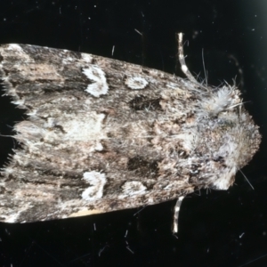 Ectopatria horologa at Ainslie, ACT - 15 Oct 2023 05:22 PM