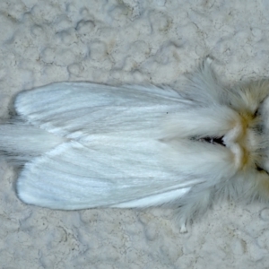 Trichiocercus sparshalli at Ainslie, ACT - 15 Oct 2023