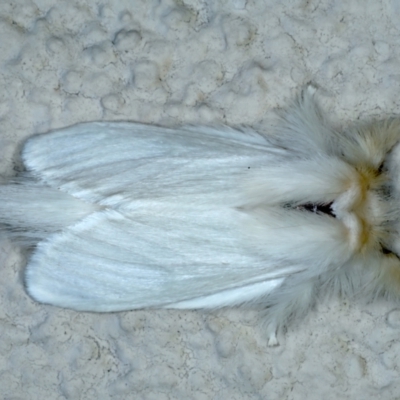 Trichiocercus sparshalli (Sparshall's Moth) at Ainslie, ACT - 15 Oct 2023 by jb2602