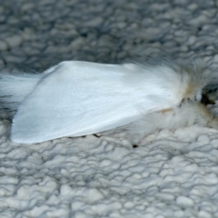 Trichiocercus sparshalli at Ainslie, ACT - 15 Oct 2023