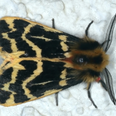 Ardices curvata (Crimson Tiger Moth) at Ainslie, ACT - 15 Oct 2023 by jb2602