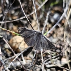 Taxeotis (genus) (Unidentified Taxeotis geometer moths) at Captains Flat, NSW - 23 Oct 2023 by Csteele4