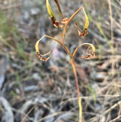 Bunochilus sp. at Hall, ACT - 23 Oct 2023 by strigo