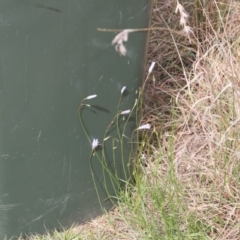 Wahlenbergia sp. (Bluebell) at Lyons, ACT - 20 Oct 2023 by ran452