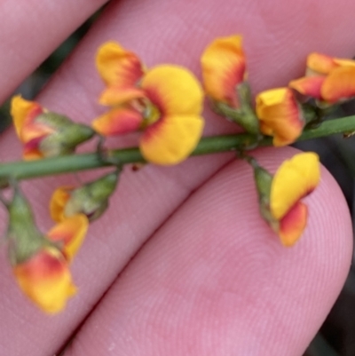 Sphaerolobium vimineum (Globe Pea) at Vincentia, NSW - 4 Oct 2023 by Tapirlord