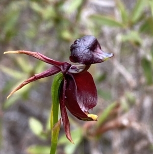 Caleana major at Vincentia, NSW - suppressed