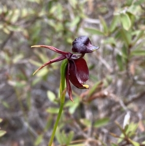 Caleana major at Vincentia, NSW - suppressed