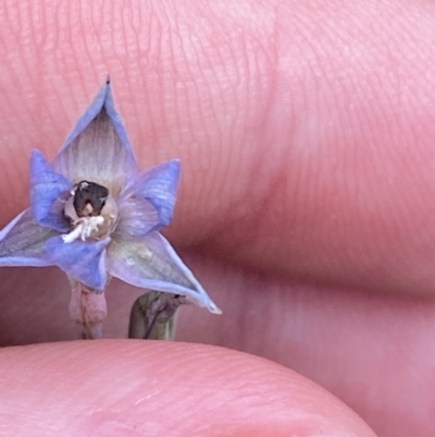 Thelymitra (Genus) (Sun Orchid) at Hyams Beach, NSW - 4 Oct 2023 by Tapirlord