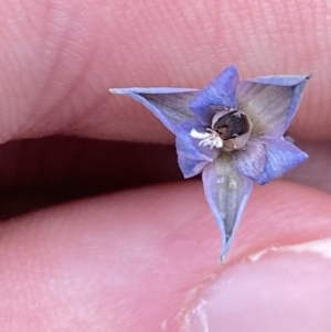 Thelymitra sp. at Hyams Beach, NSW - 4 Oct 2023