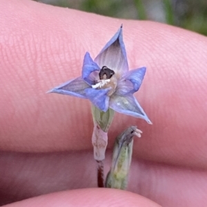 Thelymitra sp. at Hyams Beach, NSW - 4 Oct 2023