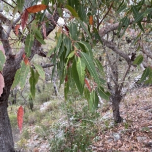 Corymbia gummifera at Hyams Beach, NSW - 4 Oct 2023 12:45 PM