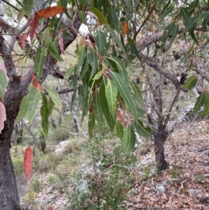 Corymbia gummifera at Hyams Beach, NSW - 4 Oct 2023