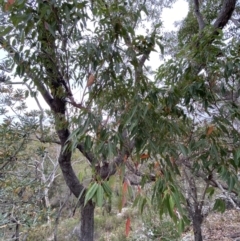 Corymbia gummifera at Hyams Beach, NSW - 4 Oct 2023