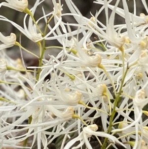 Dockrillia linguiformis at Hyams Beach, NSW - 4 Oct 2023